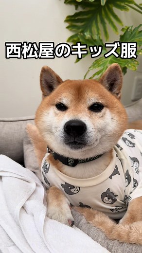 流行りの柴犬服を紹介！西松屋で人気のアイテム💛