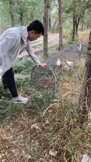 Moving My Chickens Into Their New DIYGrazing Tunnel #DIYPoultry#PoultryKeeping