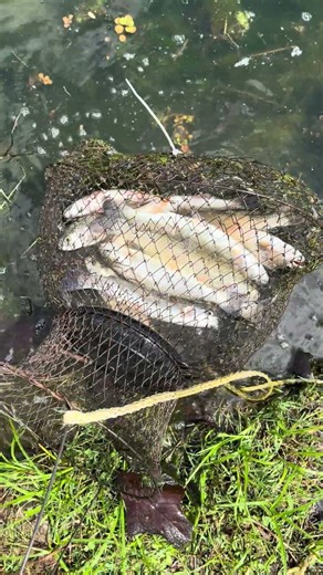 Good day at rainbow trout fishing. Caught our limit in no time.
