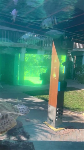 A big turtle swimming in the aquarium in Gumbo Limbo