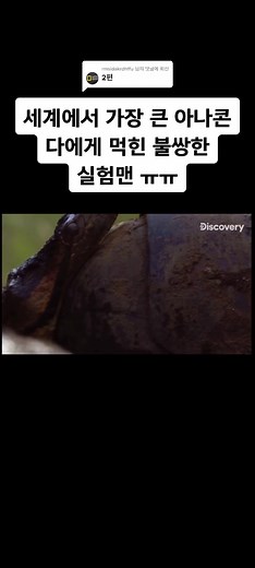 @rmsidakrdhffu 님에게 회신 세계에서 가장 큰 아나콘다에게 먹힌 실험맨 ㅠㅠ #아나콘다 #실험 #레전드 #디스커버리 #뱀 #추천추천추천추천추천추천추천추천추천추천 #추천안뜨면삐짐 #야생 #추천뜨면알려주세요