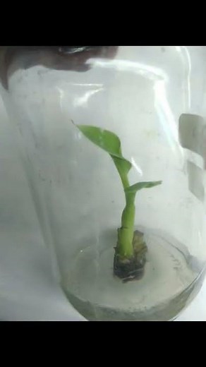 How to do Plant Tissue Culture of banana plant | from shooting to hardening step by step procedure