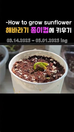 #종이컵에 해바라기 씨앗 심기,#실내에서 크는 해바라기,#how to grow sunflower from seed,#식집사,#balconygarden, #gardening