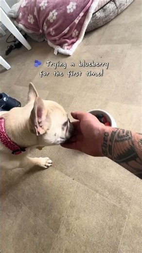 A healthy treat for Lil Frenchie 🥰