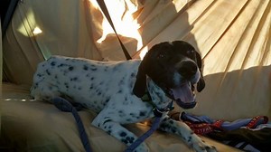 71 reactions · 4 comments | Penny is our ADOPTABLE POINTER OF THE...