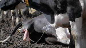 Cow calving. A cow lay down is ready to give birth on a dairy farm.