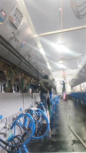 Baka ikaw na next ano pang ginagawa mo arat na dito ❤️😊🐮🇯🇵🇵🇭 #OFWJAPAN #dairyfarming #proudsinglemom #dairy #japantrainee #kabaka #japantips #OFW #dairyfarmer #singlemomlife | Evangeline Ulnagan Cuaresma-Doyoubi