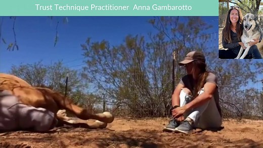 Ready for a change in how humans and animals comprehend each other? The FREE Messages of Trust video series, opens doors to the Trust Technique®. More than a training method, it's a path to mutual respect, deep understanding, and unbreakable trust. Begin a journey towards peaceful, harmonious inter-species relationships today. | The Trust Technique