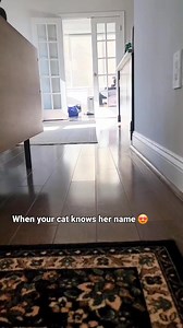 38K views · 3K reactions | #ad In honor of Bambi’s 5th adoption...