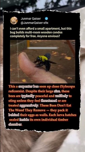Why This Giant Bee Is A Master Carpenter! 🐝 #Nature #funny #Wildlife #facts