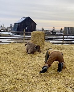 He just wants to play 🐮😅 | Lessons Learned In Life