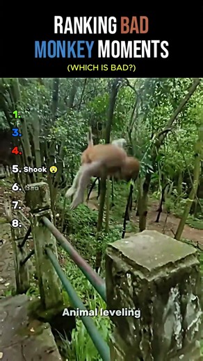 Ranking BAD Monkey Moments: Mischievous Antics & Hilarious Chaos!
