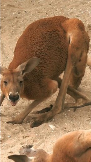 Adult Red Kangaroo Sound