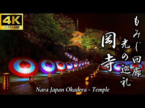 【幻想の秋彩 岡寺】大和観音 もみじ回廊 光の巡礼｜紅葉ライトアップ｜幻想的｜奈良｜明日香村｜龍蓋寺｜もみじ｜四季折々｜奈良観光｜Nara｜Japan｜4K