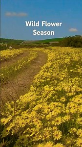 Darling Wildflowers Song | Annual Spring Flower Display in the Western Cape