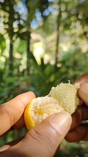 "Extremely Sour Lemon Challenge! 🍋 Nature ASMR #lemon #sour #nature #asmr #fruit #shorts"