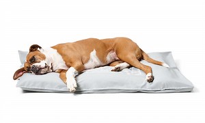 Pet Futons – Stylish & Comfy Futon Dog Bed Designs