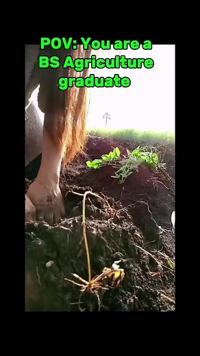 An Agriculturist, leveraging her BS degree knowledge to start a small agri-farm kasi naniniwalang may pera sa Agrikultura So far so good naman 🙏 #agriculture #agricultureexperience #bachelorofscienceinagriculture