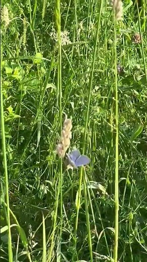 . The Common Blue butterfly #nature