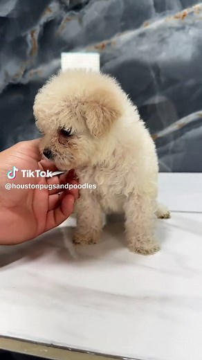 Mini Poodle Breed Guide