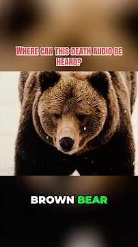 The Audio No One Was Meant to Hear #animals #attack