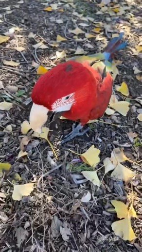 Autumn 🍂 #macaw #steps #bird #parrot #lake #greenwingmacaw #gm #park #walk #autumn #fall #leaves #nature #quit #luv | Red-and-green macaw