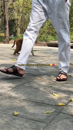 Rajma Chawal: The Perfect Comfort Food Song