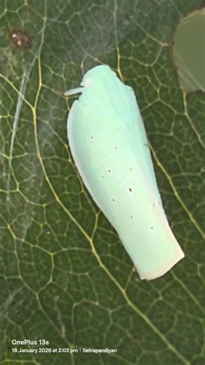 Planthopper