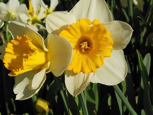 Transplanting Daffodils