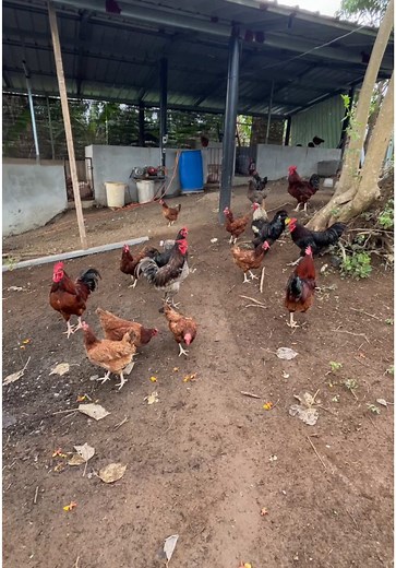 update sa mga alaga namin sa char eme farm #aronvlogs #farm #farmlife #animals #pets #pet #f #fyp #foryou #foryoupage #fyppppppppppppppppppppppp