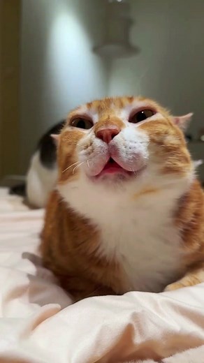 Funny Cat Moments: Hilarious Bed Surprise