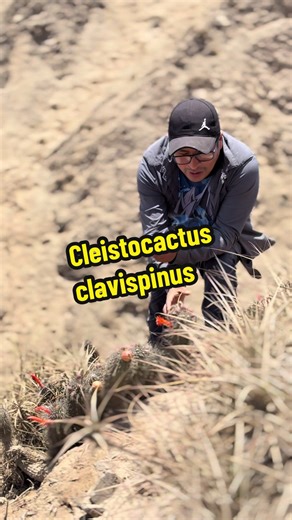 Cactus en el desierto Cacti in the Desert In desert ecosystems, water availability strongly limits plant growth. Cacti have evolved remarkable adaptations such as thick water-storing stems and spines instead of leaves to reduce water loss. Some species, like Loxanthocereus clavispinus, produce tubular flowers that are pollinated by hummingbirds, revealing complex ecological interactions even in extreme desert environments. #DesiertoCostero #CactusDelPeru #DesertEcology #HummingbirdPollination #P