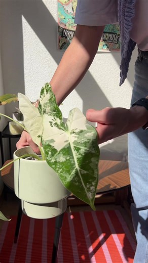 Step-by-Step Guide to Growing Alocasias in Sphagnum Moss