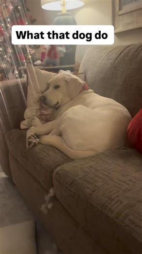 John Wiber on Instagram: "Doggo"