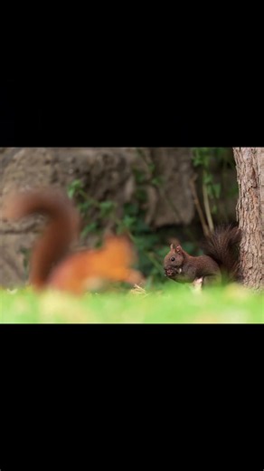 I hope you enjoy them🙏👇 #youngtalent #naturelovers #wildlife #nature #austria