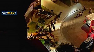 40 cows escape LA suburb slaughterhouse, 1 charges family