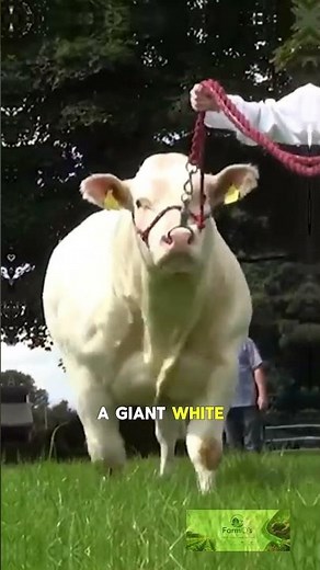 chianina cattle breed #farmeducation #cattle #livestockfarming