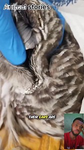 Interesting features of owls 🦉. #wildanimals #foryou #animalkingdom #owl | Animals stories