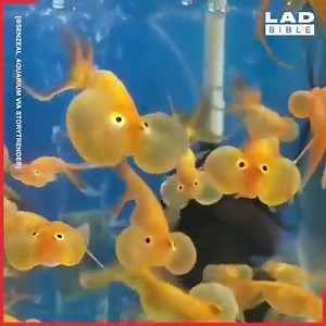 2.5M views · 36K reactions | These goldfish with puffy cheeks look like something out of a cartoon  | LADbible | Facebook