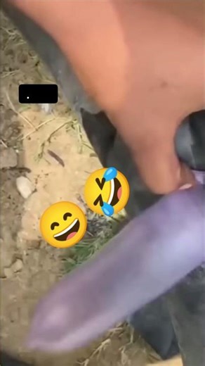 funny videos comedy google