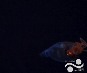 The first ever footage of a Colossal Squid in its natural habitat has been filmed.... and it's a baby! The squid was captured on film as part of an expedition to the South Sandwich Islands led by Dr Michelle Taylor of the School of Life Sciences at University of Essex. The Schmidt Ocean Institute and Ocean Census expedition was searching for new marine life in the Antarctic region, which is so secluded the nearest humans were hundreds of miles away in orbit on the International Space Station. ht