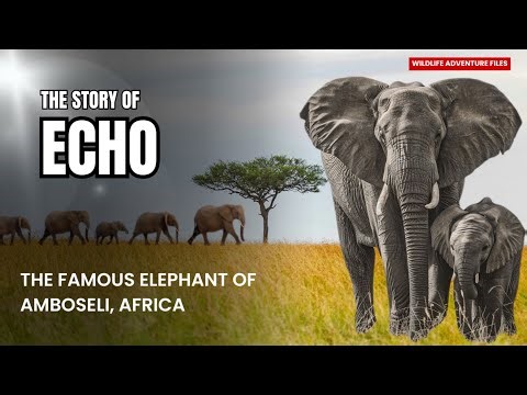 Echo – The Most Famous Elephant in Africa 🐘 | The Legendary Matriarch of Amboseli