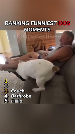 Caught in 4k! Funny Guilty Dogs 🕵️‍♂️ #shorts