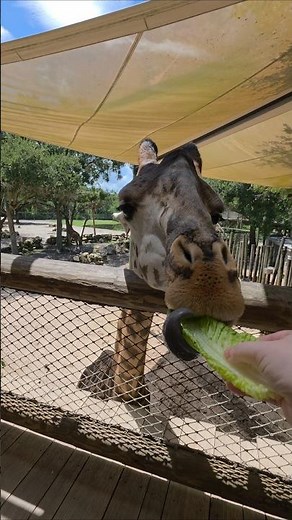 Reasons to Visit the Brevard Zoo