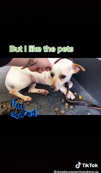 #ddsar #rescue #lostdogfound #love #macysownyourstyle #welcomehome