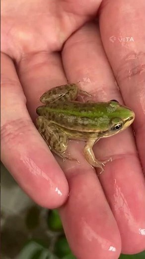 おたまじゃくしの育て方！
