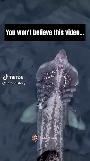 Incredible Basking Sharks Swimming Together