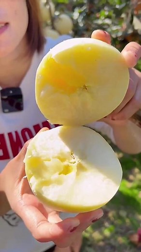 Apple Picking Techniques in a Stunning Orchard