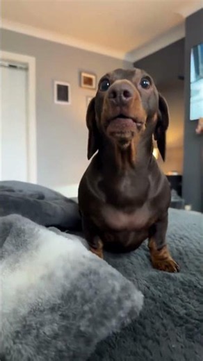 What It’s Like Having a Sausage Dog