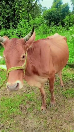 beautiful cow's #farming #animals #fart #amazing